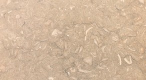 fossil_limestone.jpg