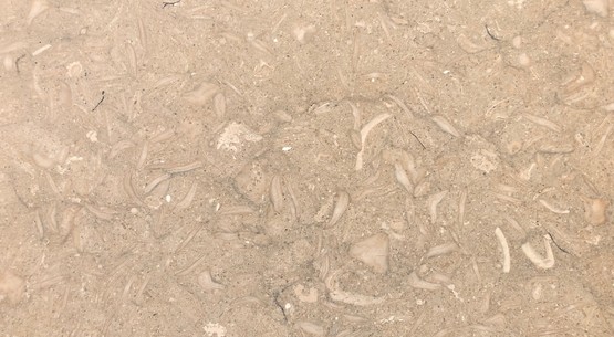 fossil_limestone.jpg